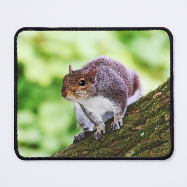 Item preview, Inquisitive young grey squirrel designed and sold by ChimaHome.