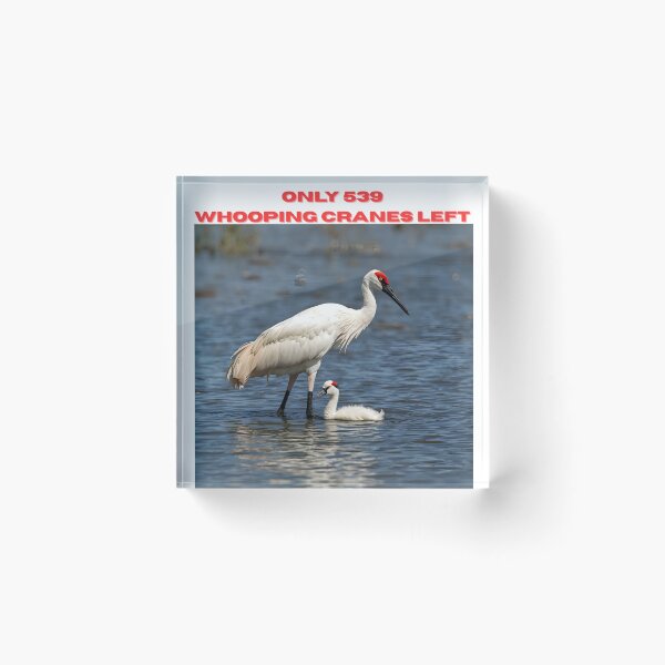Item preview, Animal Baby Series, Endangered Species, Whooping Crane designed and sold by FullSurrender.