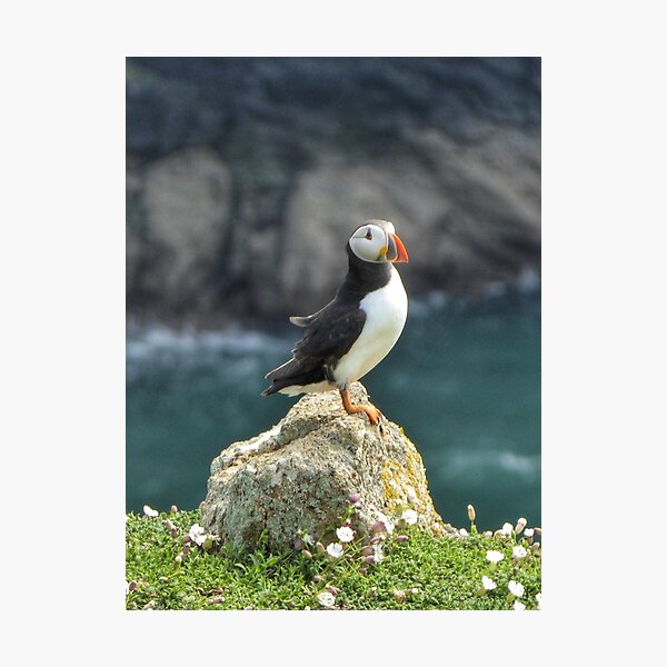Item preview, Puffin designed and sold by WildHorizonArt.