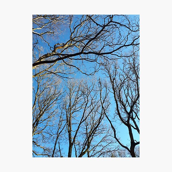 Item preview, Reaching branches designed and sold by els-art3.