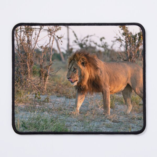 Item preview, Lion Of Savuti Romeo The Renegade At Sunset designed and sold by DavideAntoniani.