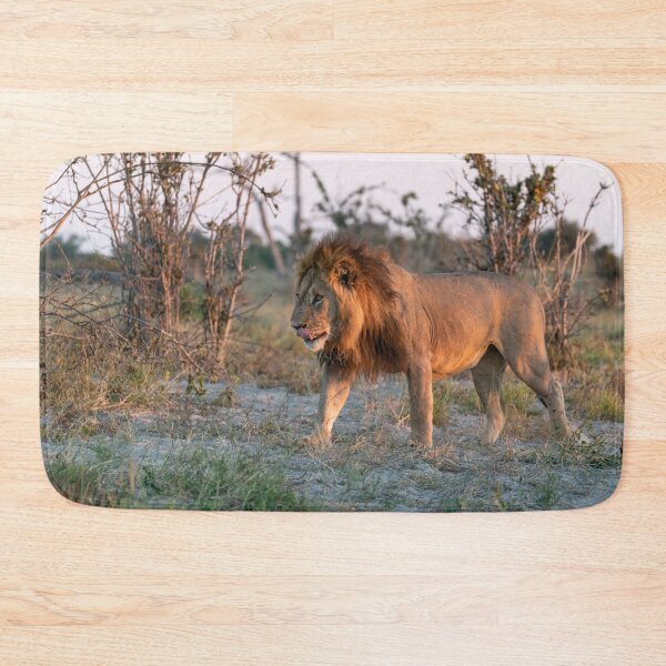 Item preview, Lion Of Savuti Romeo The Renegade At Sunset designed and sold by DavideAntoniani.