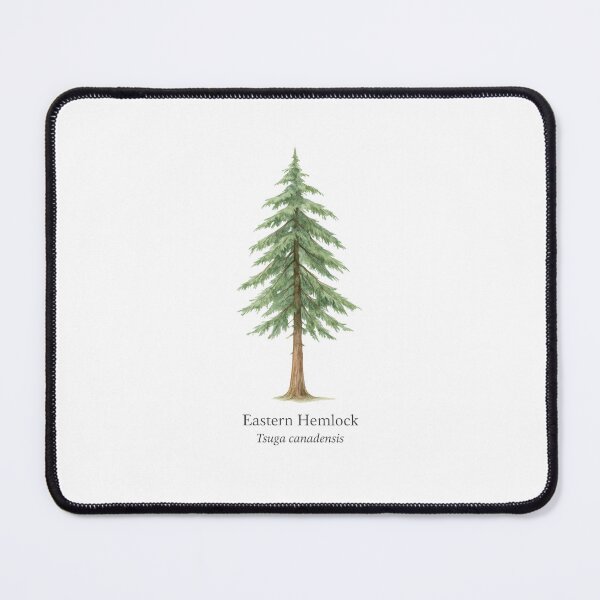 Item preview, Eastern Hemlock – Tsuga canadensis designed and sold by BloomKind.