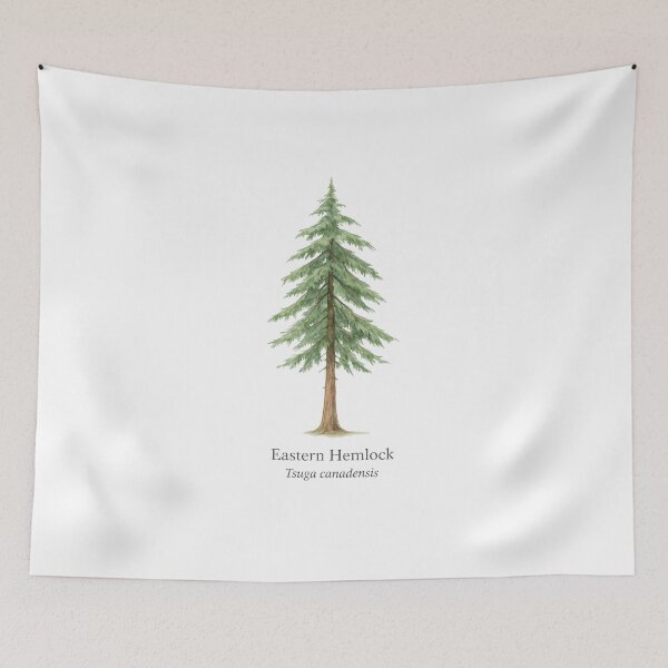 Item preview, Eastern Hemlock – Tsuga canadensis designed and sold by BloomKind.