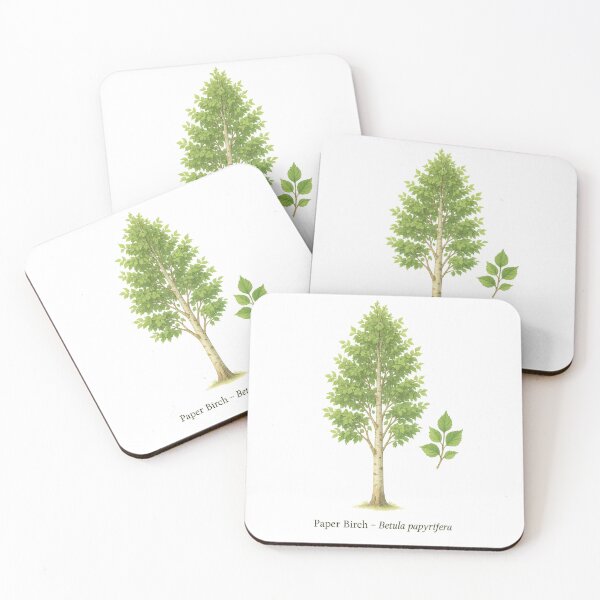 Item preview, Paper Birch – Betula papyrifera designed and sold by BloomKind.