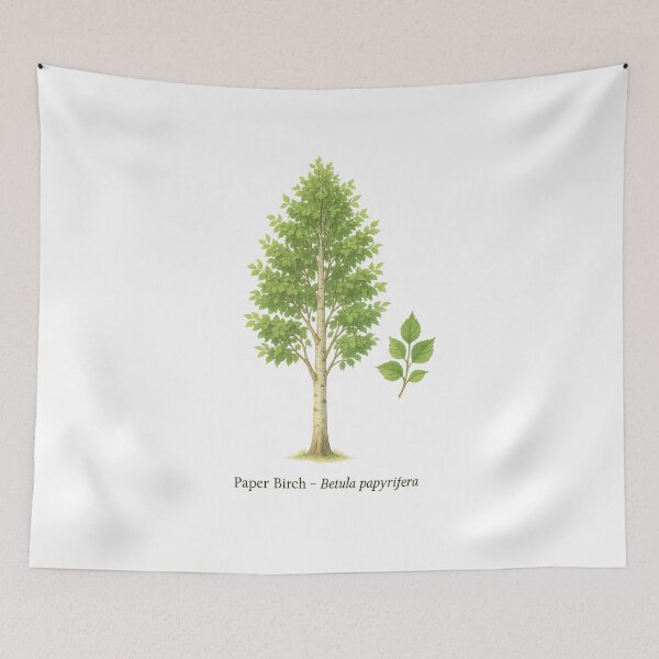 Item preview, Paper Birch – Betula papyrifera designed and sold by BloomKind.