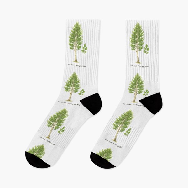 Item preview, Paper Birch – Betula papyrifera designed and sold by BloomKind.