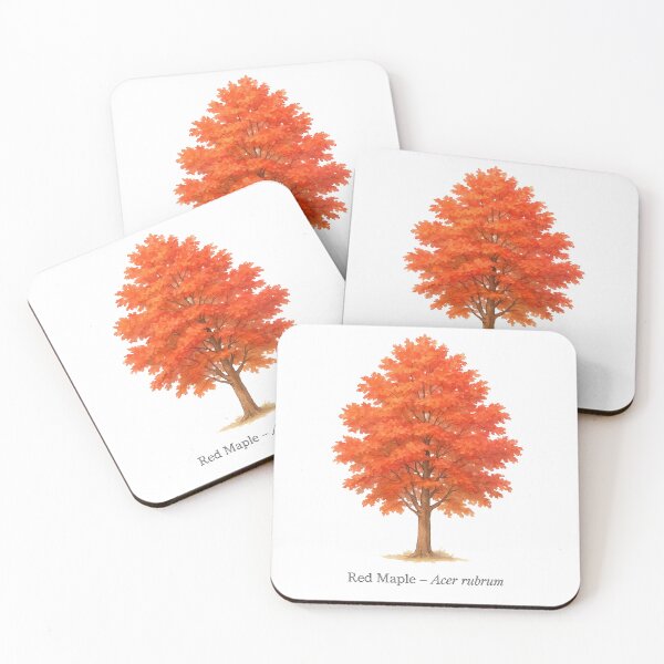 Item preview, Red Maple – Acer rubrum designed and sold by BloomKind.