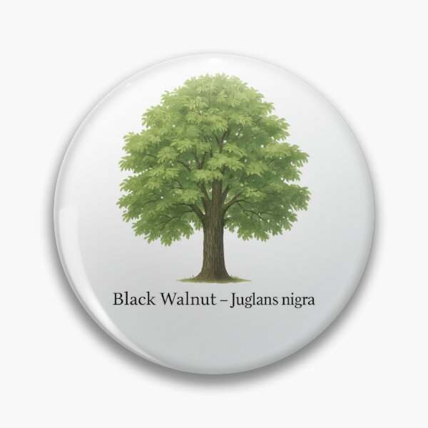 Item preview, Black Walnut – Juglans nigra designed and sold by BloomKind.