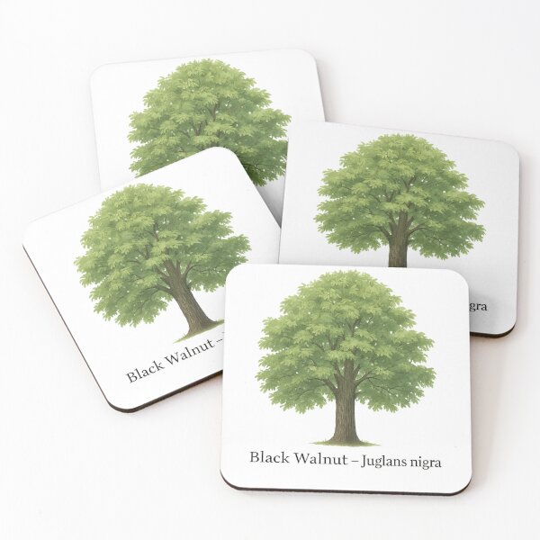 Item preview, Black Walnut – Juglans nigra designed and sold by BloomKind.