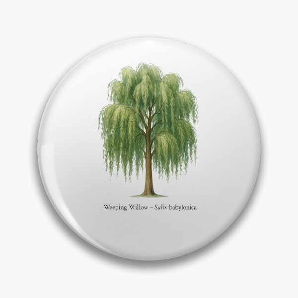 Item preview, Weeping Willow – Salix babylonica designed and sold by BloomKind.