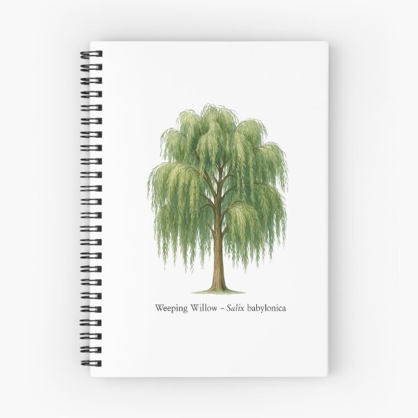 Item preview, Weeping Willow – Salix babylonica designed and sold by BloomKind.