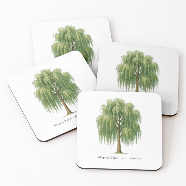 Item preview, Weeping Willow – Salix babylonica designed and sold by BloomKind.