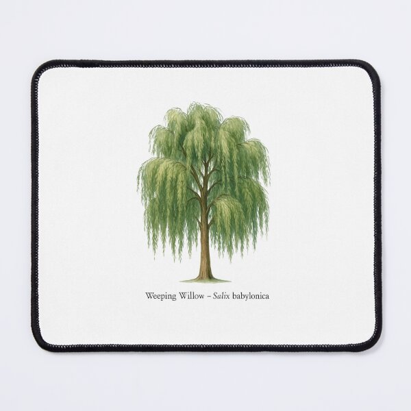 Item preview, Weeping Willow – Salix babylonica designed and sold by BloomKind.