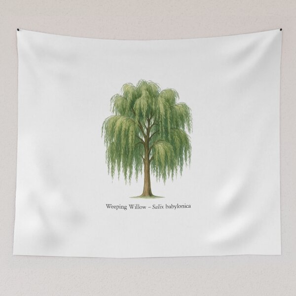 Item preview, Weeping Willow – Salix babylonica designed and sold by BloomKind.