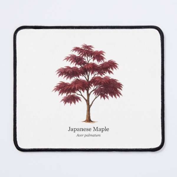 Item preview, Japanese Maple – Acer palmatum designed and sold by BloomKind.
