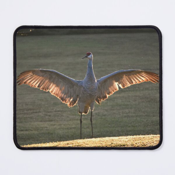 Item preview, Sandhill Crane with Open Wings designed and sold by MercerImages.
