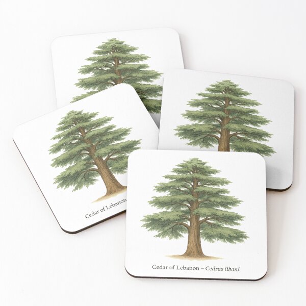 Item preview, Cedar of Lebanon – Cedrus libani designed and sold by BloomKind.
