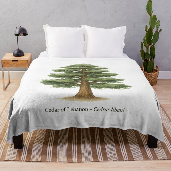Item preview, Cedar of Lebanon – Cedrus libani designed and sold by BloomKind.