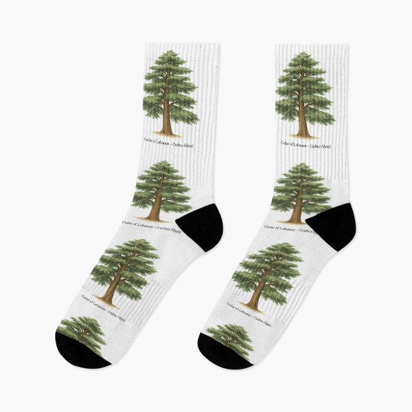 Item preview, Cedar of Lebanon – Cedrus libani designed and sold by BloomKind.