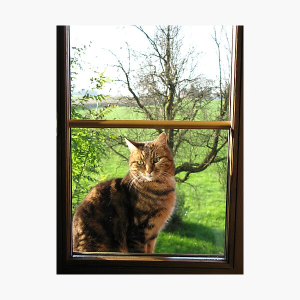 Let me in Photographic Print