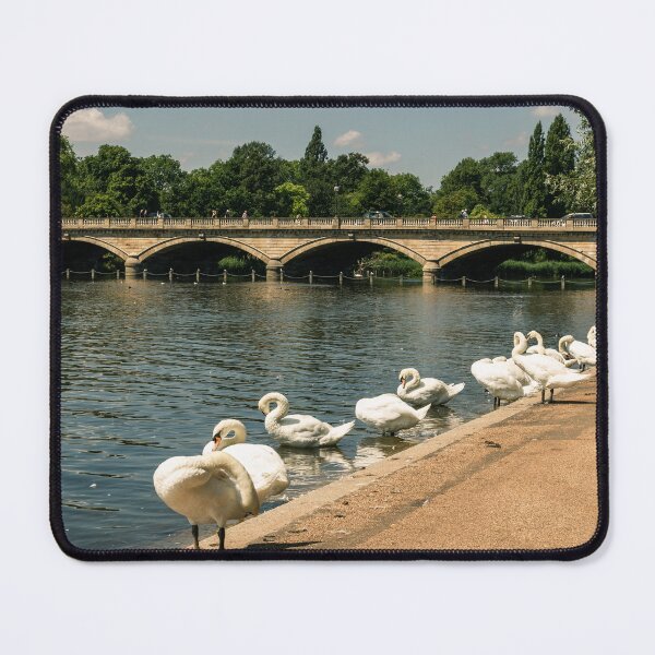 Item preview, Hot Day Preen: Swans Grooming on the Sunny Bank of Hyde Park designed and sold by Greysline.