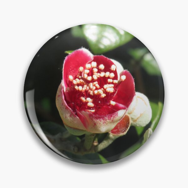 Item preview, Opening feijoa flower designed and sold by greentiger1.