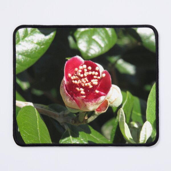 Item preview, Opening feijoa flower designed and sold by greentiger1.