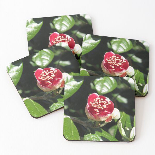 Item preview, Opening feijoa flower designed and sold by greentiger1.
