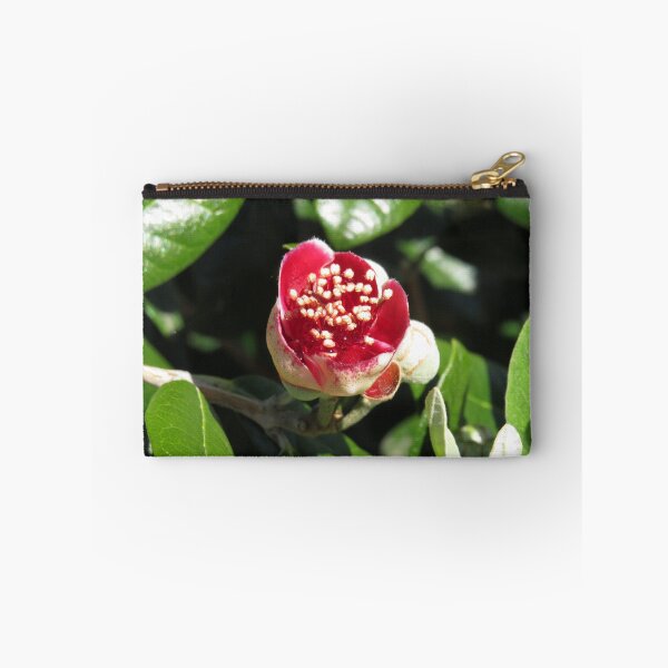 Item preview, Opening feijoa flower designed and sold by greentiger1.