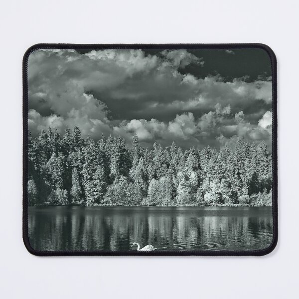 Item preview, swan song - lost lagoon, 2011 designed and sold by jacksonphotografix-landscapes.