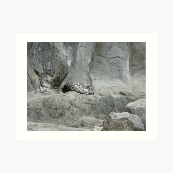 Sleeping snow leopard Art Print