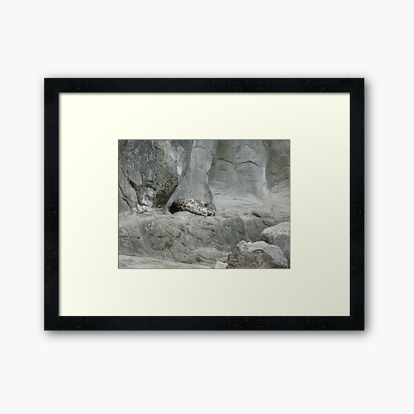 Sleeping snow leopard Framed Art Print