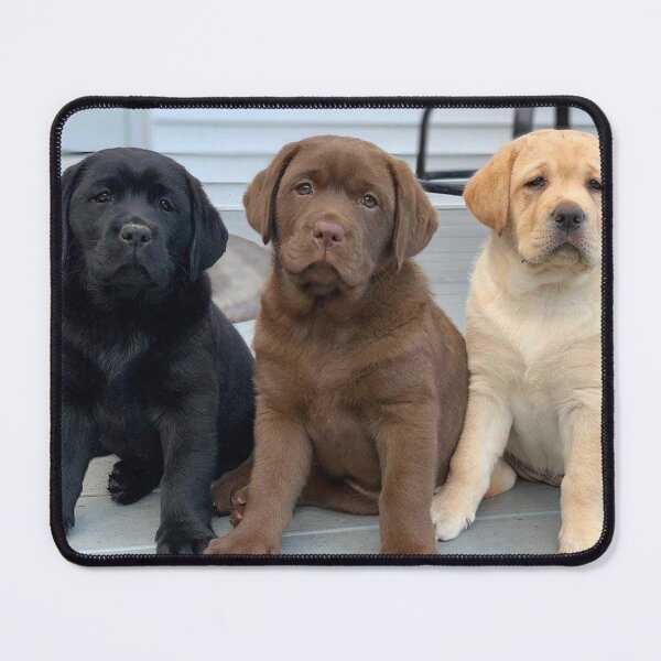 Item preview, Three Llittle cute Dogs designed and sold by areezh.