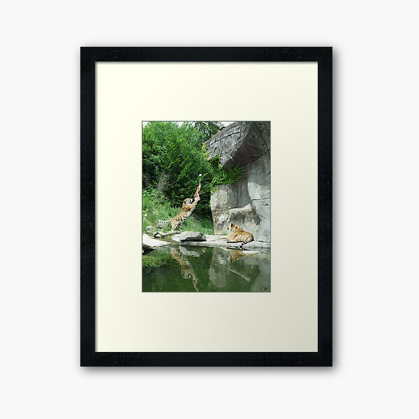 Tiger couple at snacktime, vertical Framed Art Print