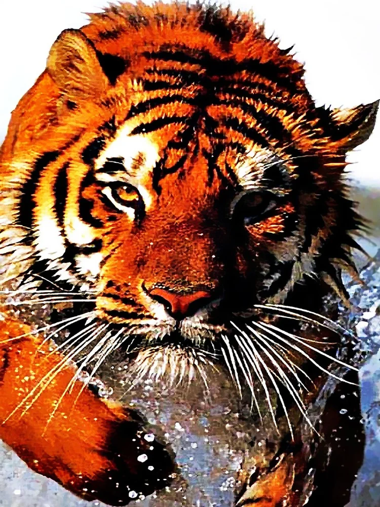 Thumbnail 4 of 4, iPhone Case, Tiger In Water designed and sold by RMSphoto.