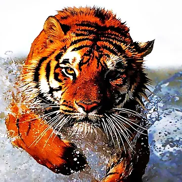 Artwork thumbnail, Tiger In Water by RMSphoto