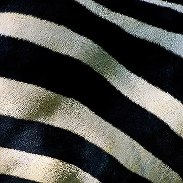 Artwork thumbnail, Zebra Patterns by RMSphoto