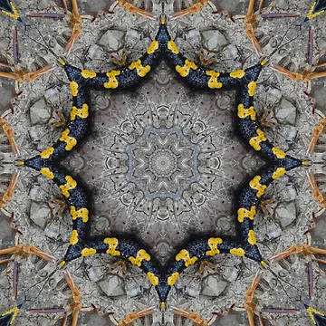 Artwork thumbnail, Magic Pattern by spacedivers