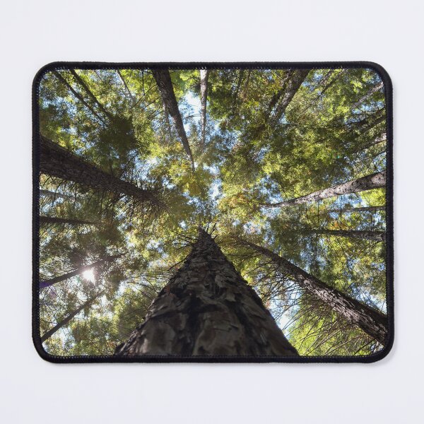 Item preview, Redwood forest, Warburton Victoria designed and sold by rani.