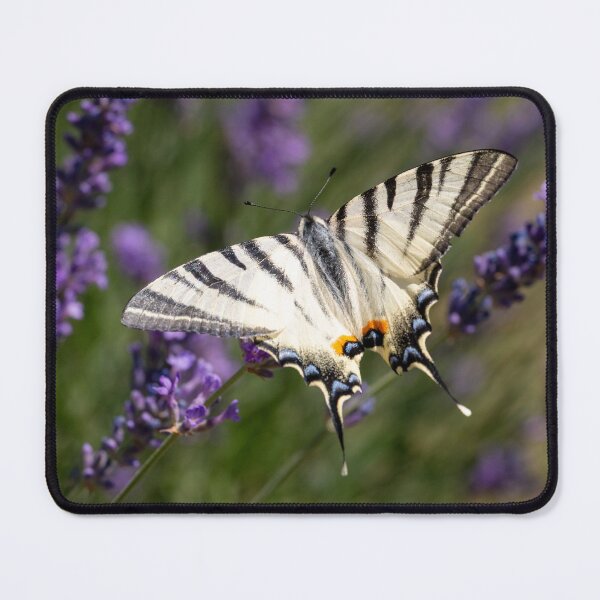 Item preview, Scarce Swallowtail butterfly on lavender in the garden designed and sold by bence-kis-photo.