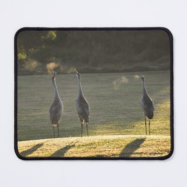 Item preview, Cranes in Morning Light designed and sold by MercerImages.