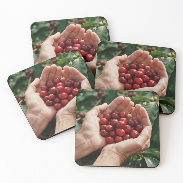 Item preview, Beautiful ripe coffee berries in human hands with leaves and sunshine in natural outdoor setting designed and sold by Mimoshi ⭐⭐⭐⭐⭐.