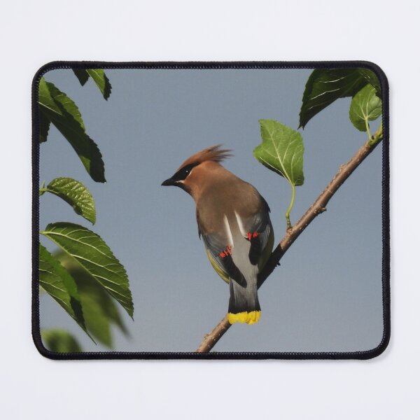 Item preview, Cedar Waxwing on Alert designed and sold by WonderingNature.