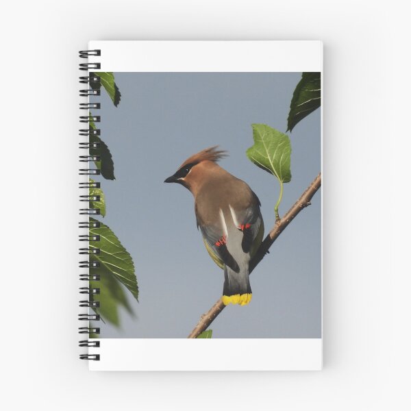 Item preview, Cedar Waxwing on Alert designed and sold by WonderingNature.