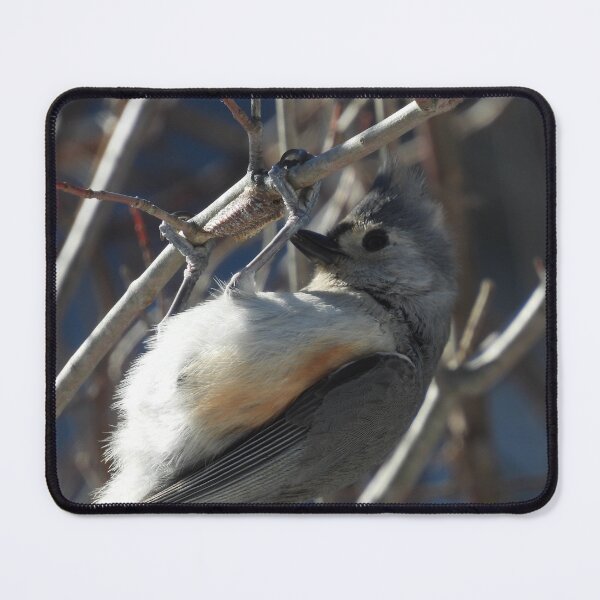 Item preview, Tufted Titmouse Exercising designed and sold by WonderingNature.