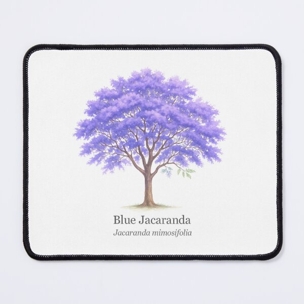 Item preview, Blue Jacaranda – Jacaranda mimosifolia designed and sold by BloomKind.