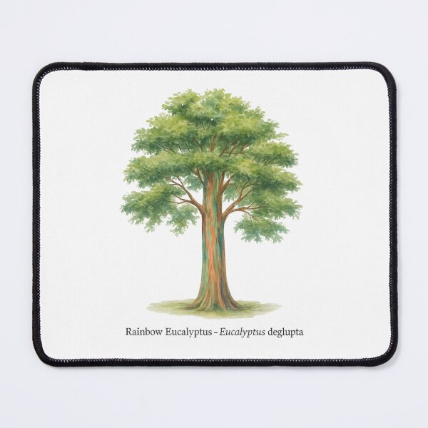 Item preview, Rainbow Eucalyptus – Eucalyptus deglupta designed and sold by BloomKind.