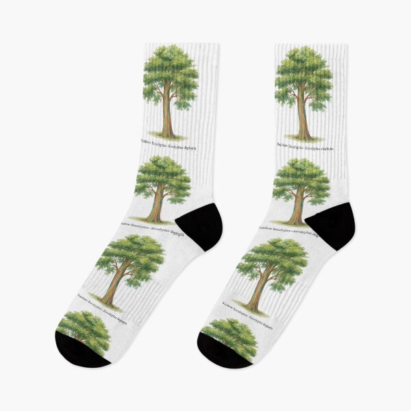 Item preview, Rainbow Eucalyptus – Eucalyptus deglupta designed and sold by BloomKind.