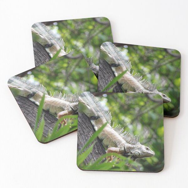 Item preview, Giant Iguana in Santa Marta designed and sold by ChimaHome.